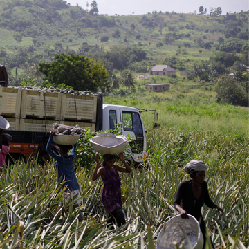 Frauen tragen Körbe mit Ananas zu einem Lastwagen auf einem Feldweg.