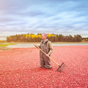 Ein Mann bearbeitet ein Cranberry-Feld mit einem Rechen an einem bewölkten Tag.