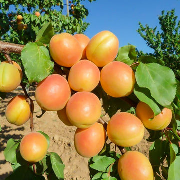 Aprikosen hängen reif an einem Zweig, im Obstgarten unter klarem, blauem Himmel.
