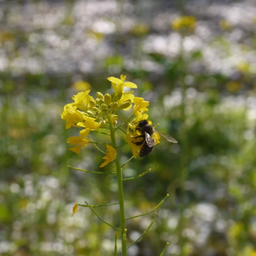 Eine Biene sammelt Nektar auf einer gelben Blüte in einem blühenden Garten.