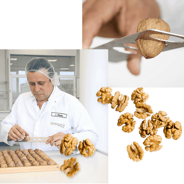 Ein Mann in weißem Kittel knackt Walnüsse mit Metallwerkzeug im Labor.